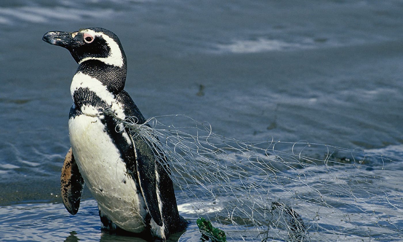 Magellanic penguin (Spheniscus magellanicus) caught in fishing net on the island of Chiloe, Chile