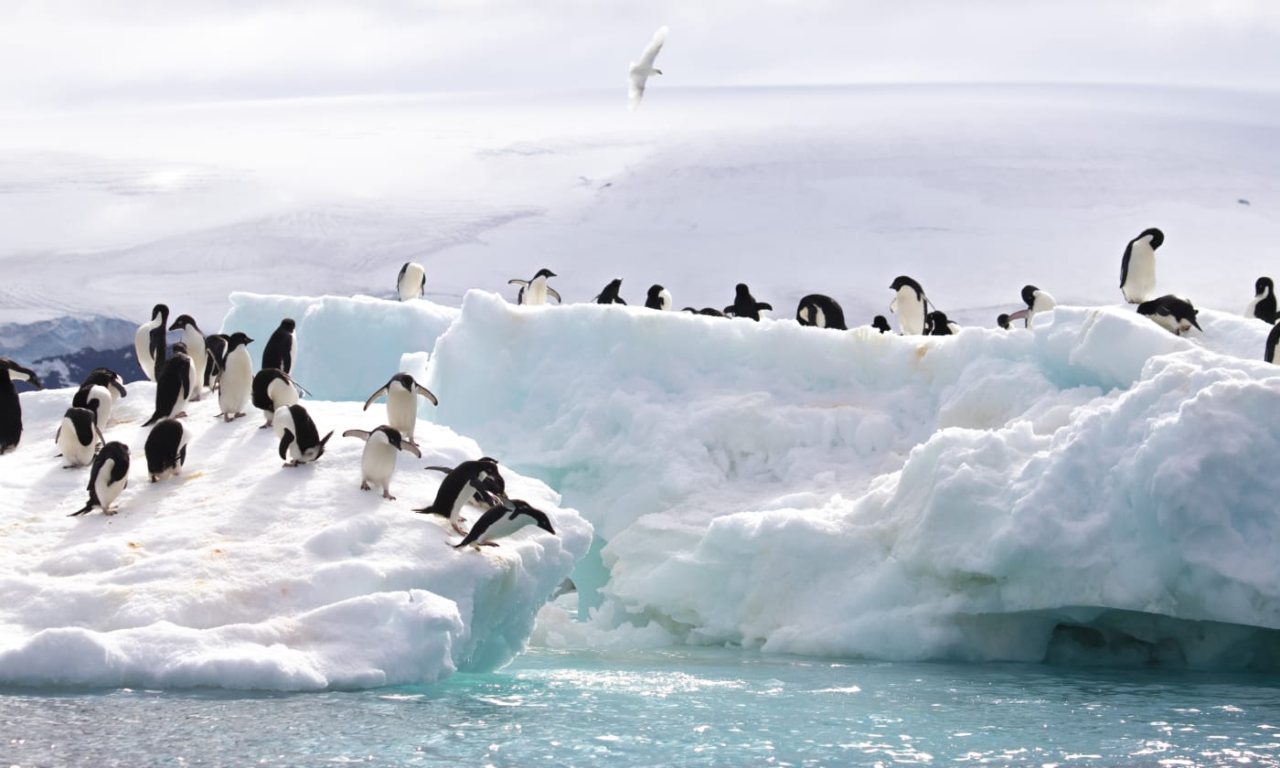 Antarctica sale