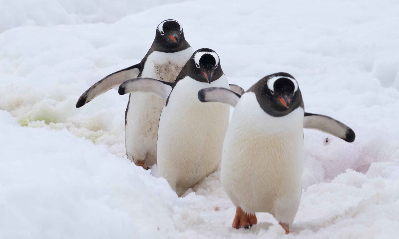 Three penguins on an iceberg in Antarctica 1000px