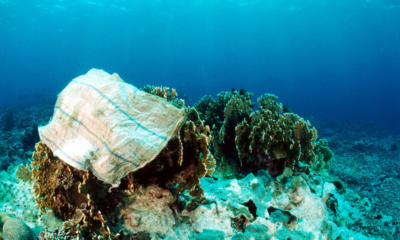 Plastic bag on coral head. Indo-Pacific Ocean