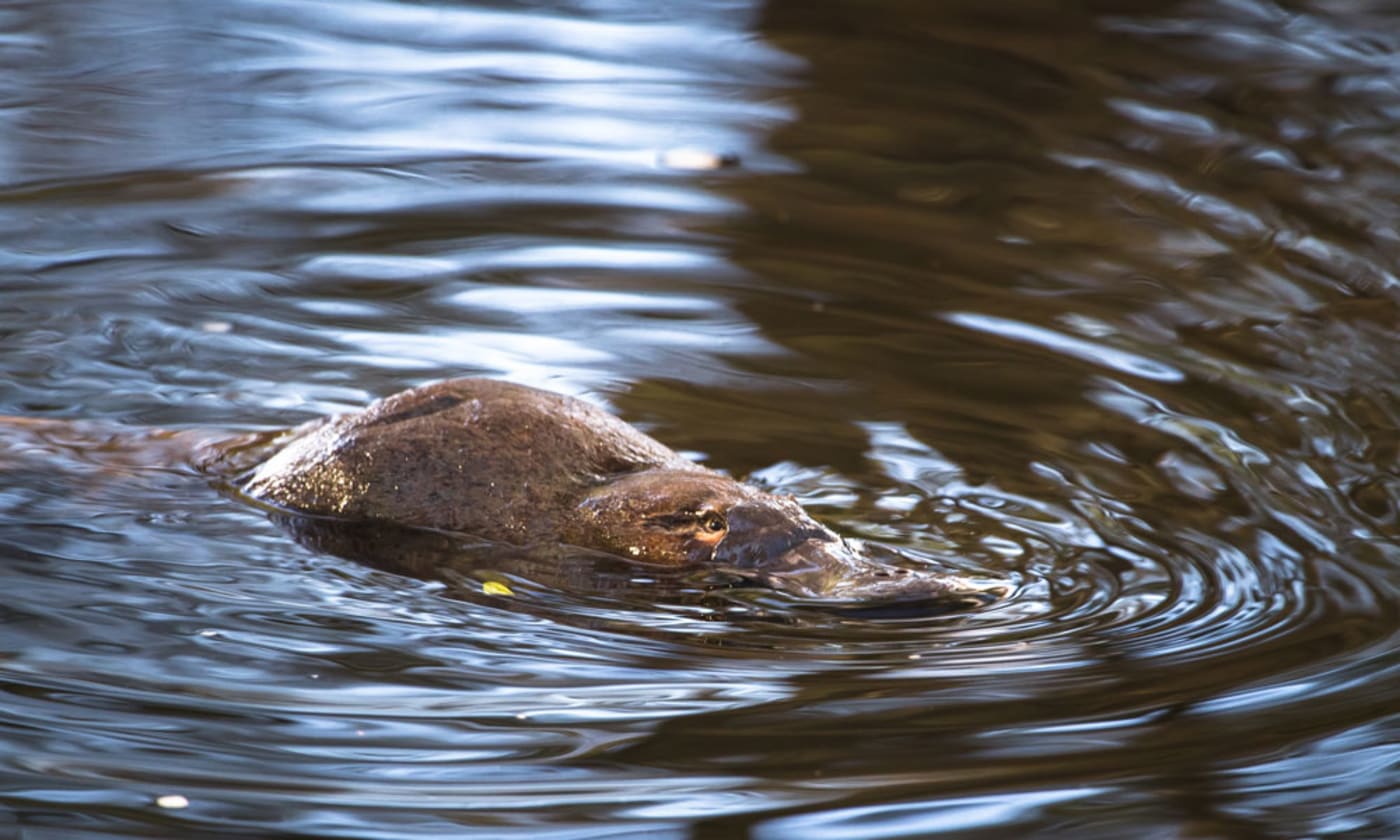 Platypus by a river bed