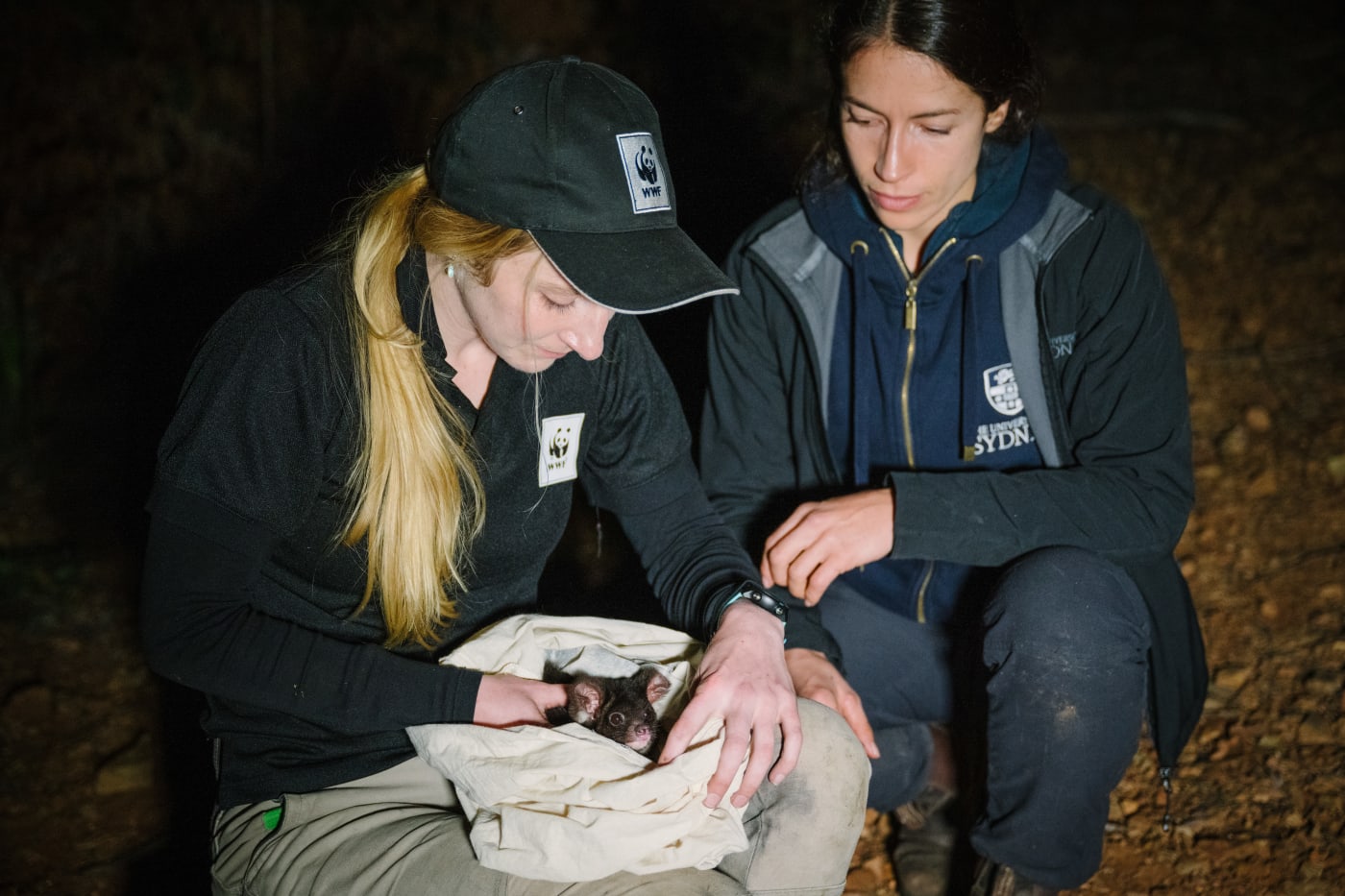 Preparing to fit a greater glider with a GPS collar