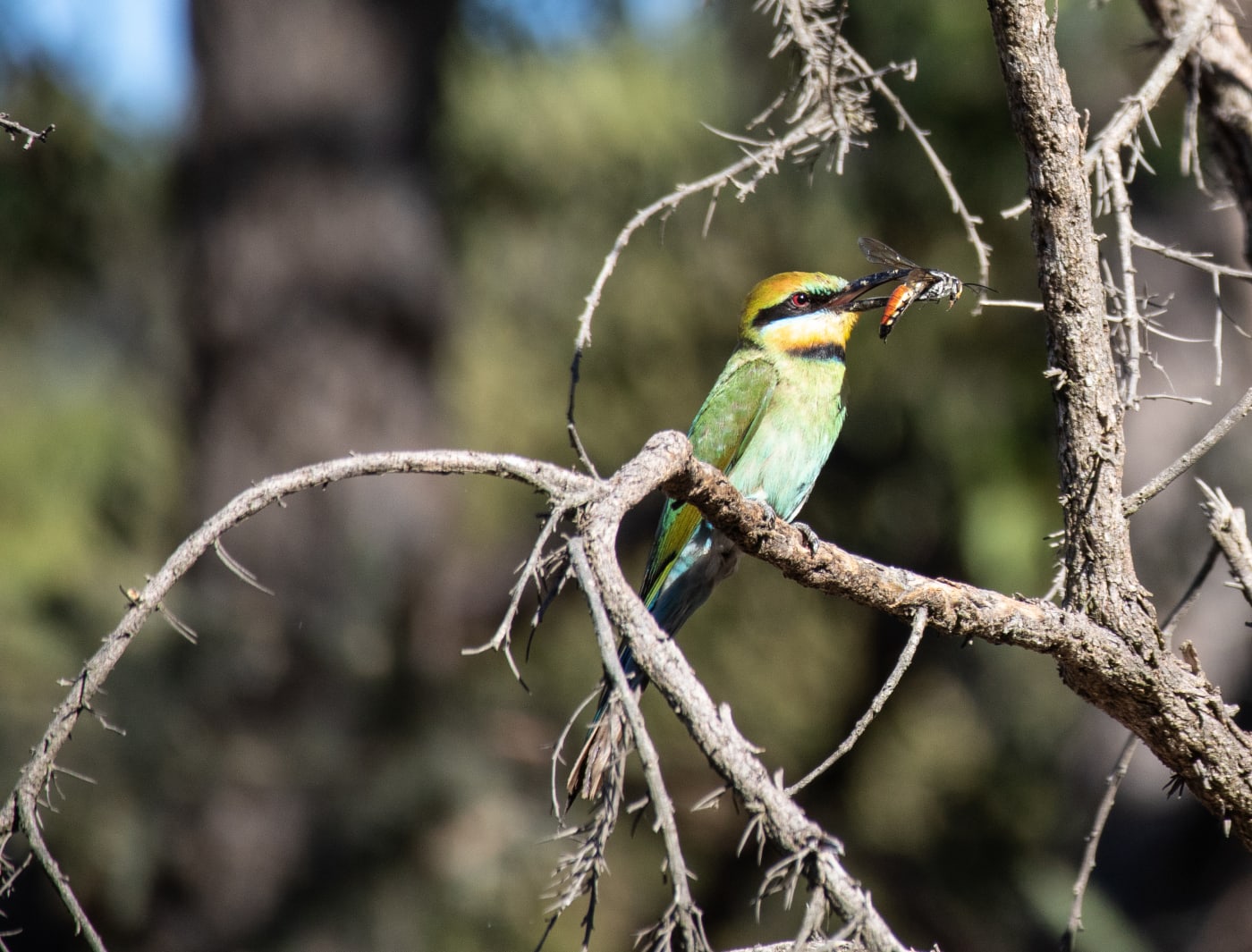 Rainbow bee-eater at Lake Gwelup Nature Reserve