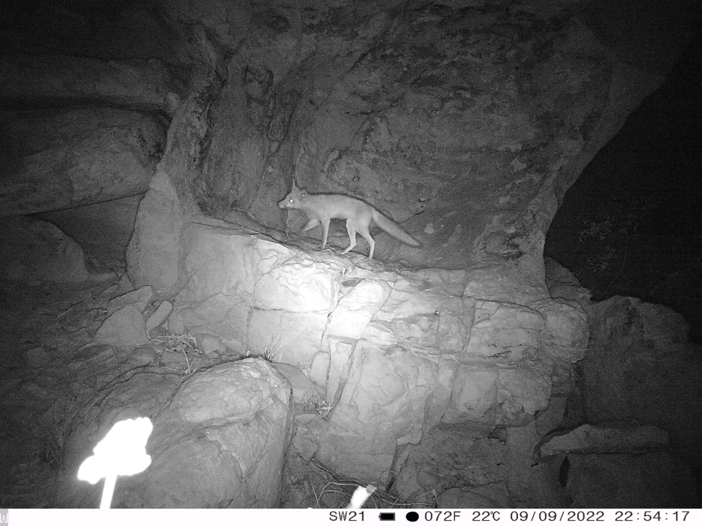 Red fox photographed by a sensor camera in Grant Range. The detection of a fox is a big concern for rangers because wiliji are already in low numbers at Grant Range and are an easy target for a fox.