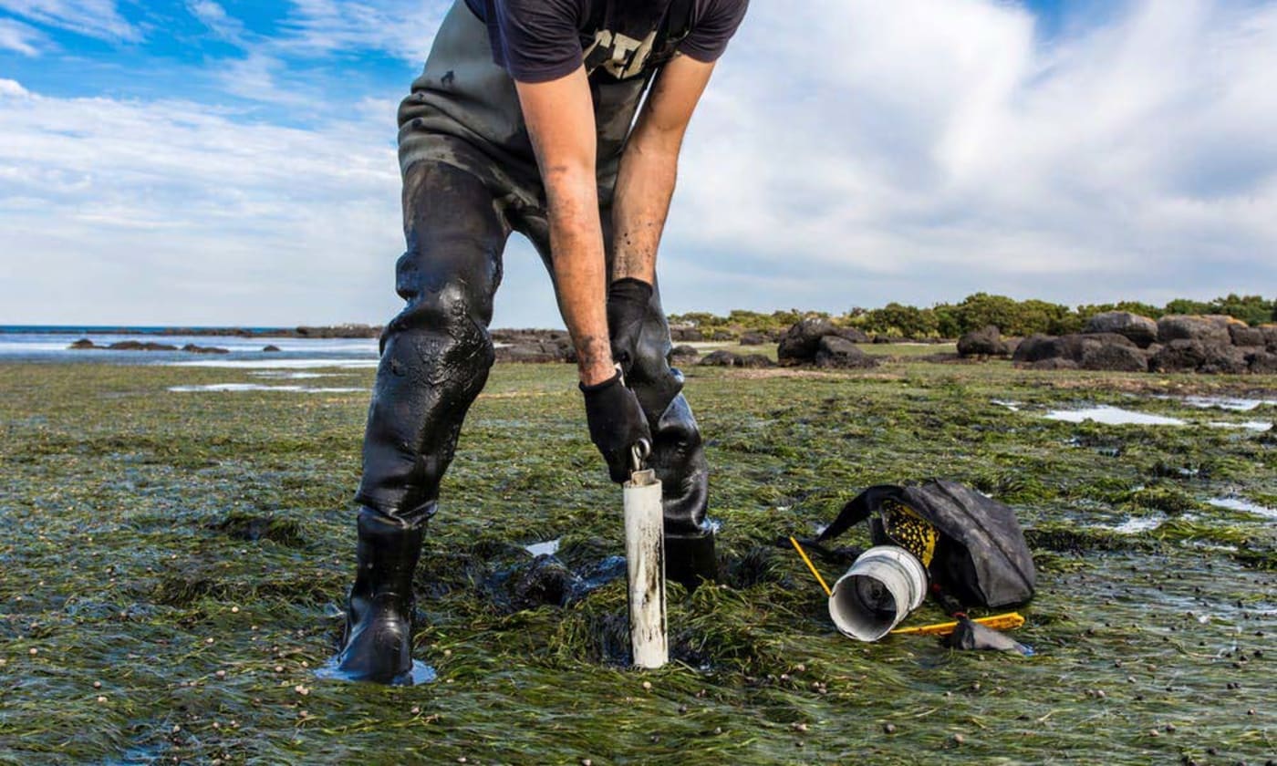 Researcher assessing carbon sequestration rates of a tidal seagrass bed in Williamstown, Victoria.