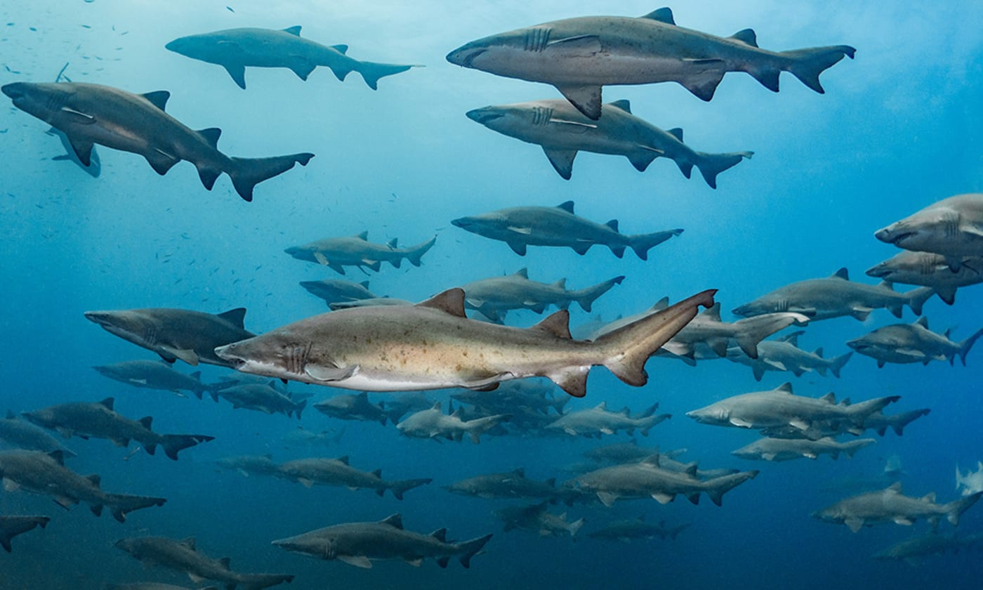 Sand tiger sharks (Carcharias taurus) congregating near the shipwrecks off the coast of North Carolina. United States