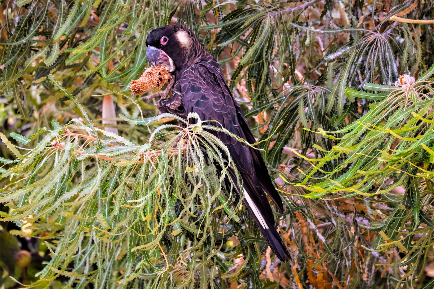 Golyenok or ngolak (short-billed black cockatoo (Calyptorhynchus latirostris/baudinii)) eating banksia at Lake Gwelup Nature Reserve