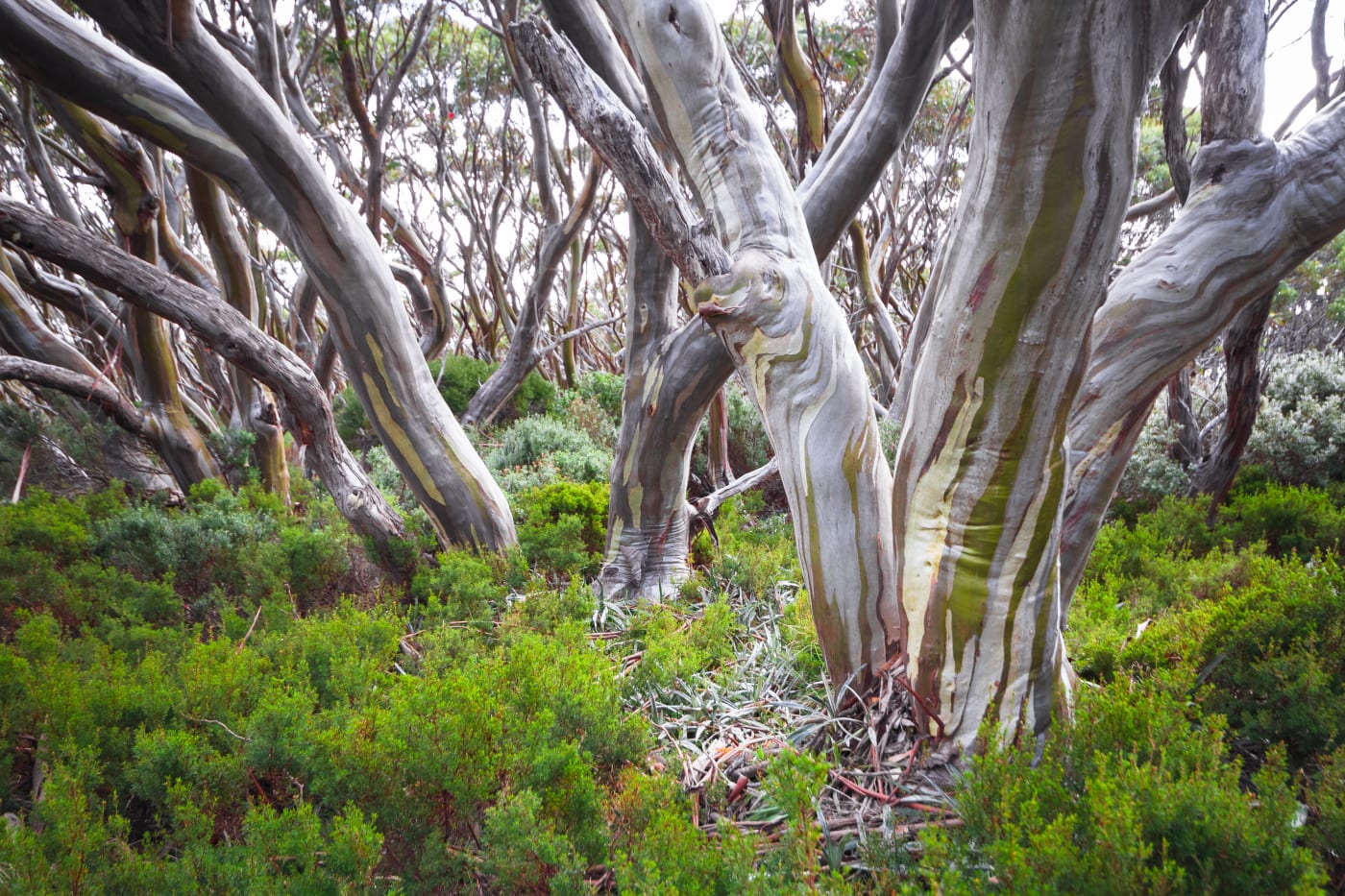 Snow gum trees (Eucalyptus pauciflora) in Baw Baw National Park, Australia.