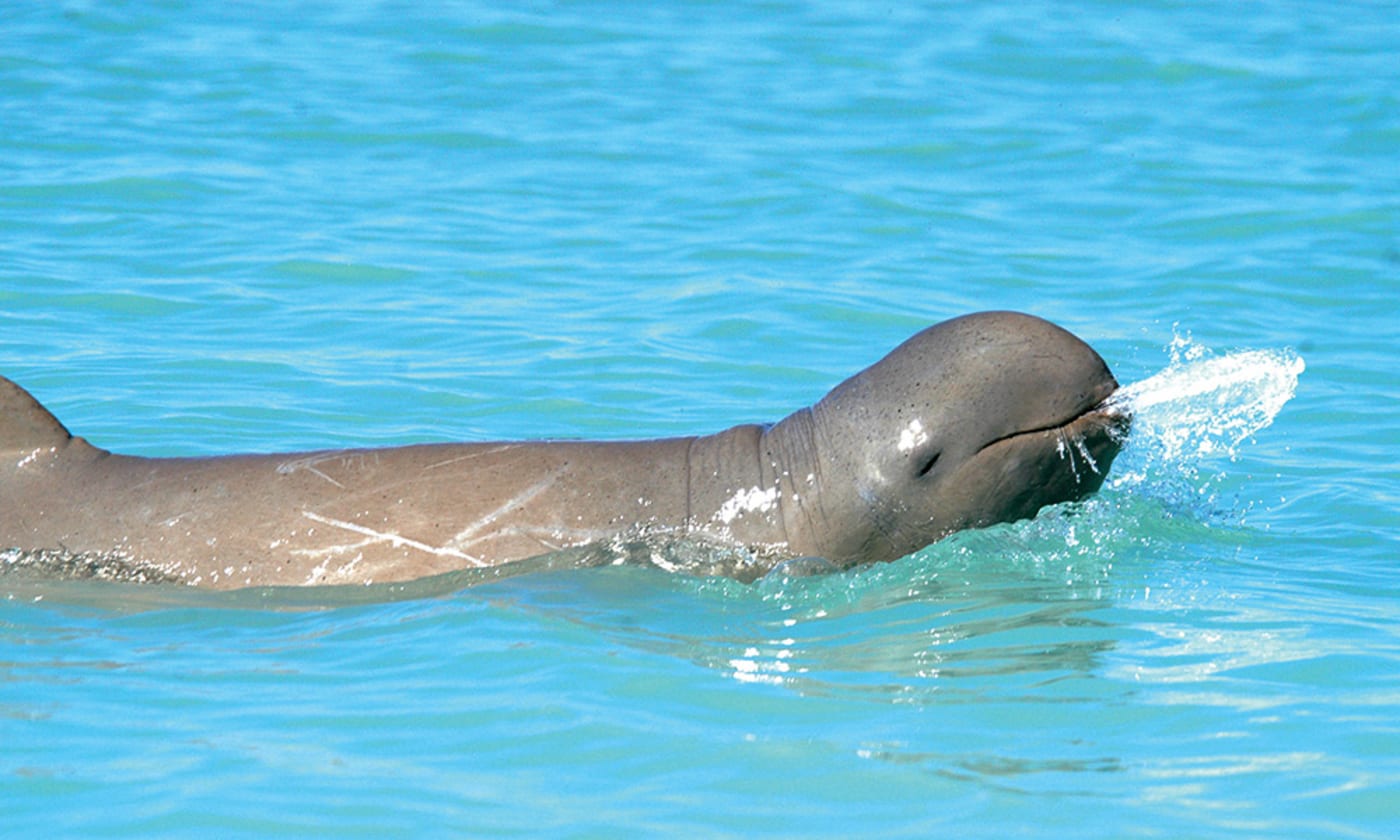 Snubfin dolphin spitting