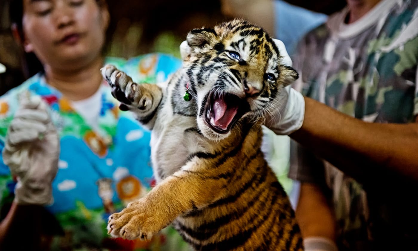 Tigers cub seized from smugglers getting a health check