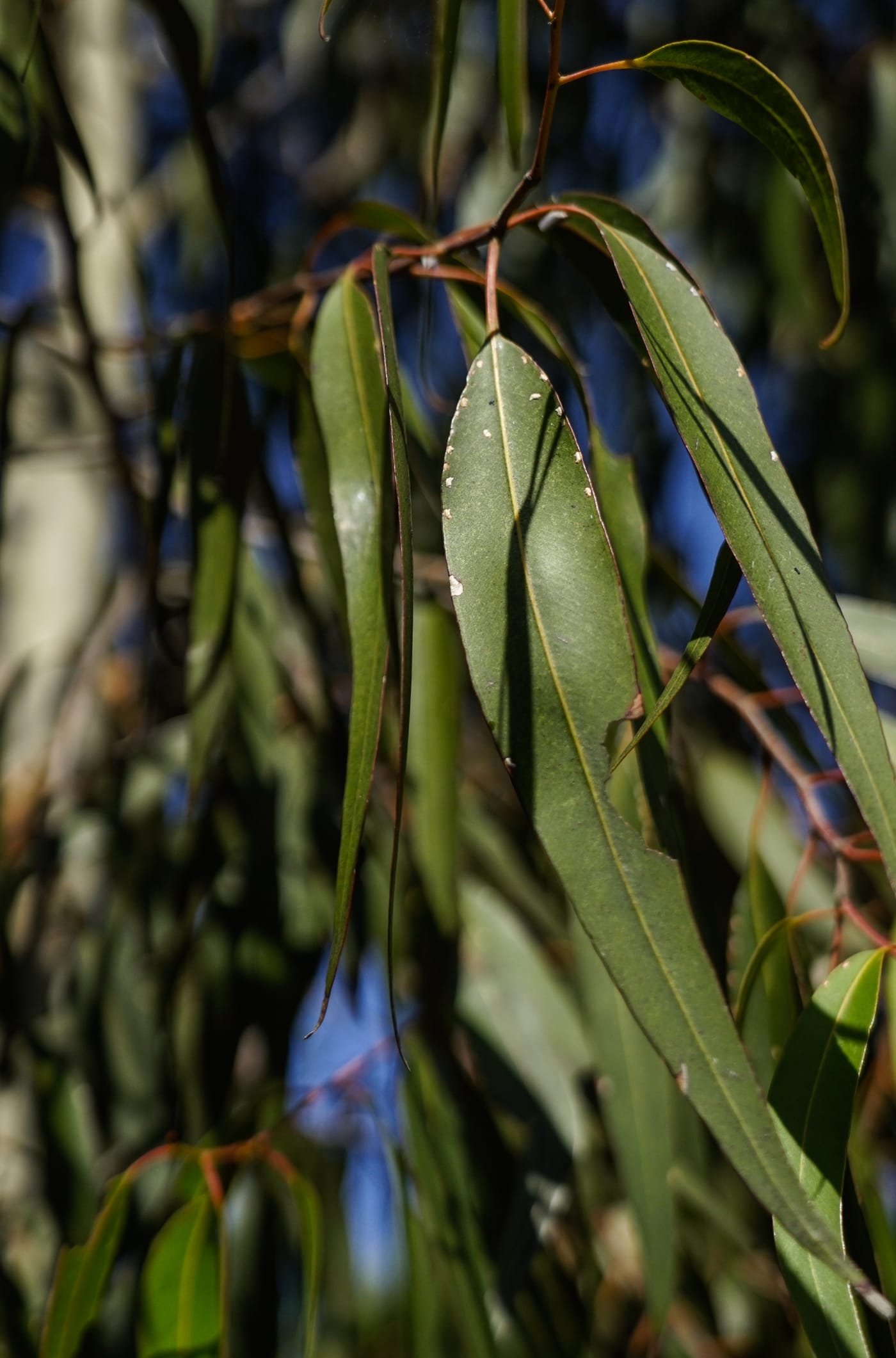 Spotted Gum leaves in Albert Park, VIC