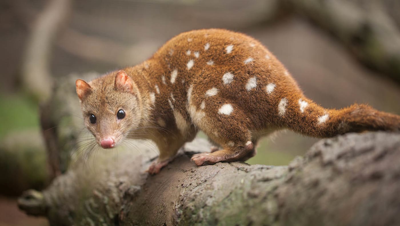 Spotted quoll on branch looking at camera