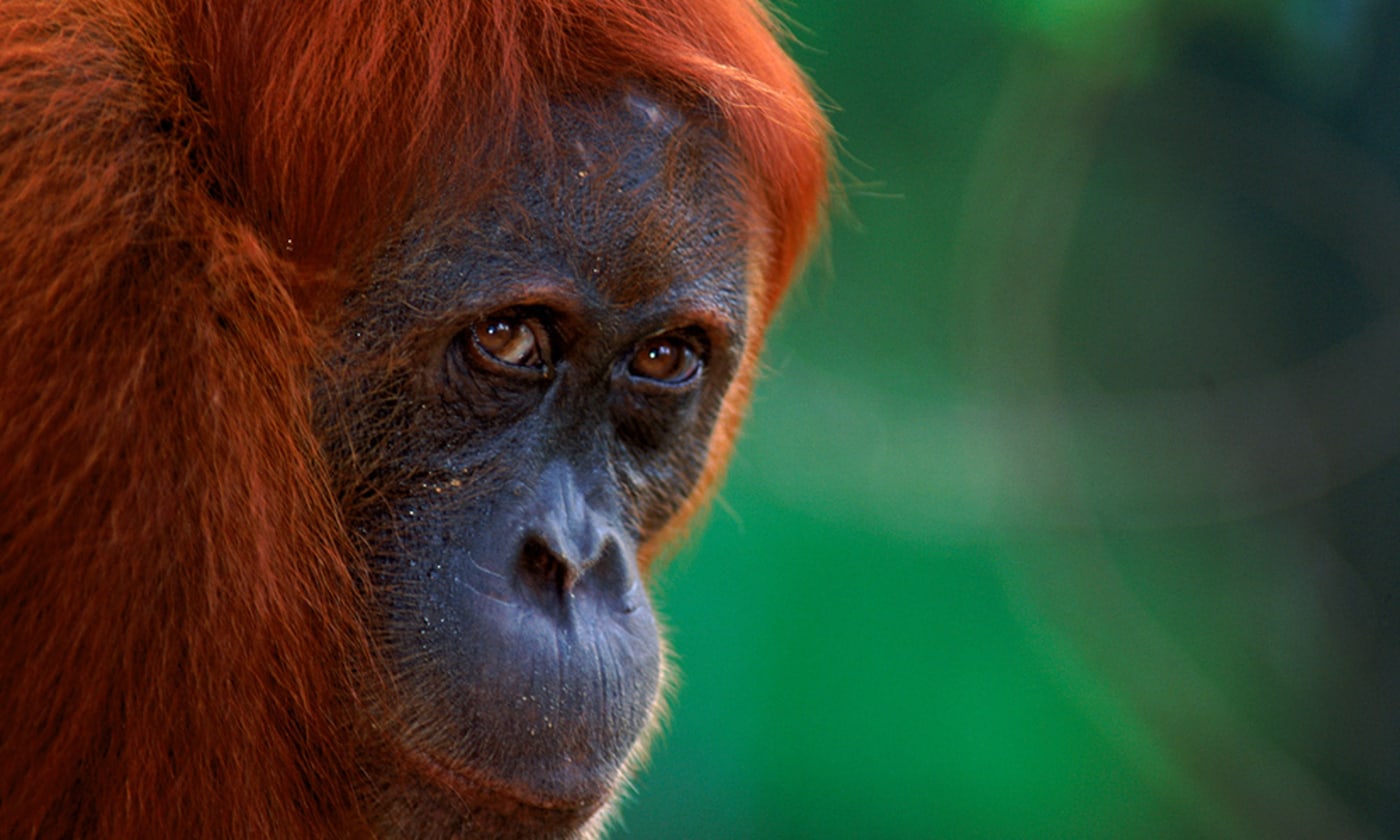 Sumatran orangutan (Pongo abelii) female known as 'Edita', Gunung Leuser NP, Sumatra, Indonesia