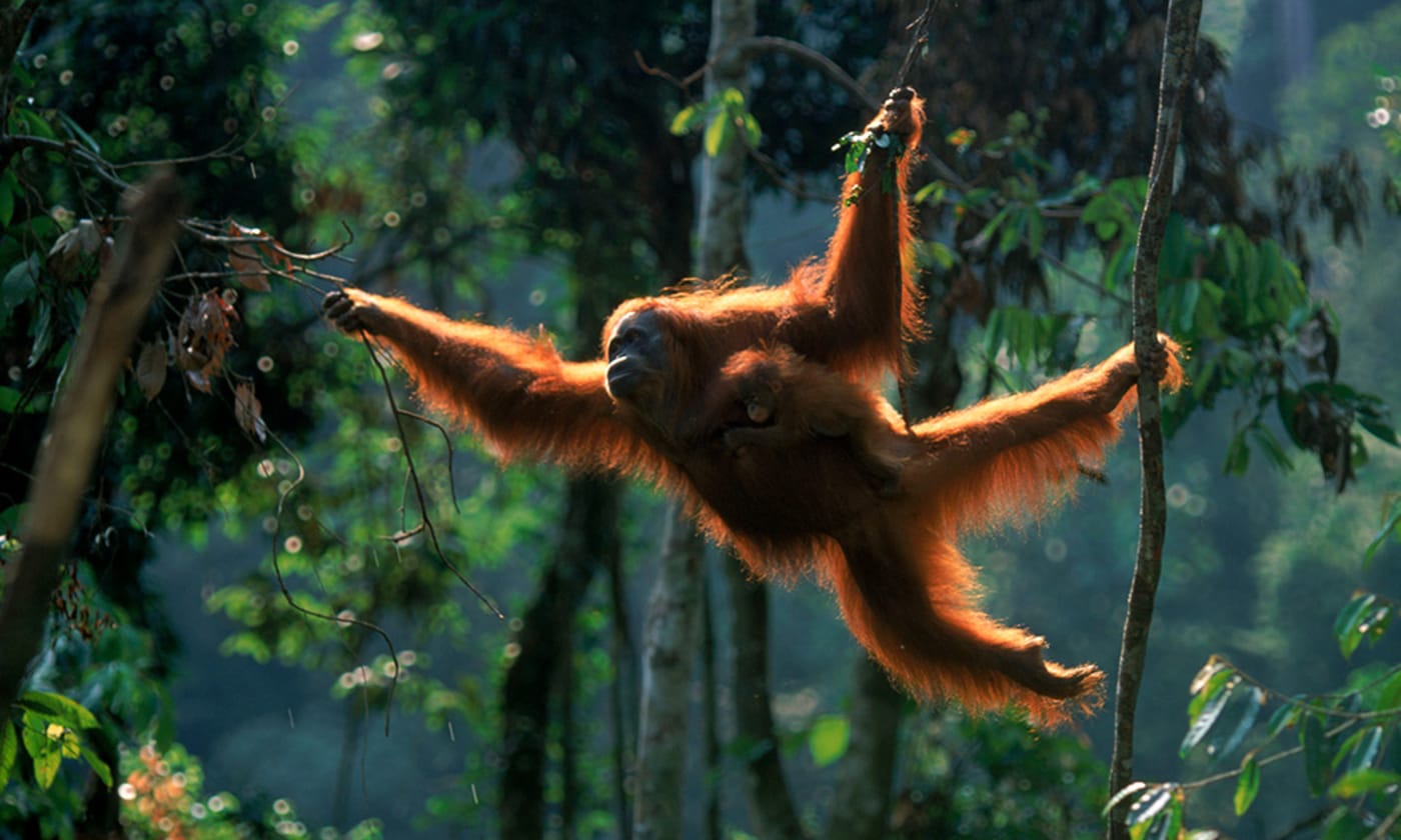 Sumatran orangutan female 'Suma' swinging through the trees with male baby 'Forester' (Pongo abelii) Gunung Leuser NP, Sumatra, Indonesia