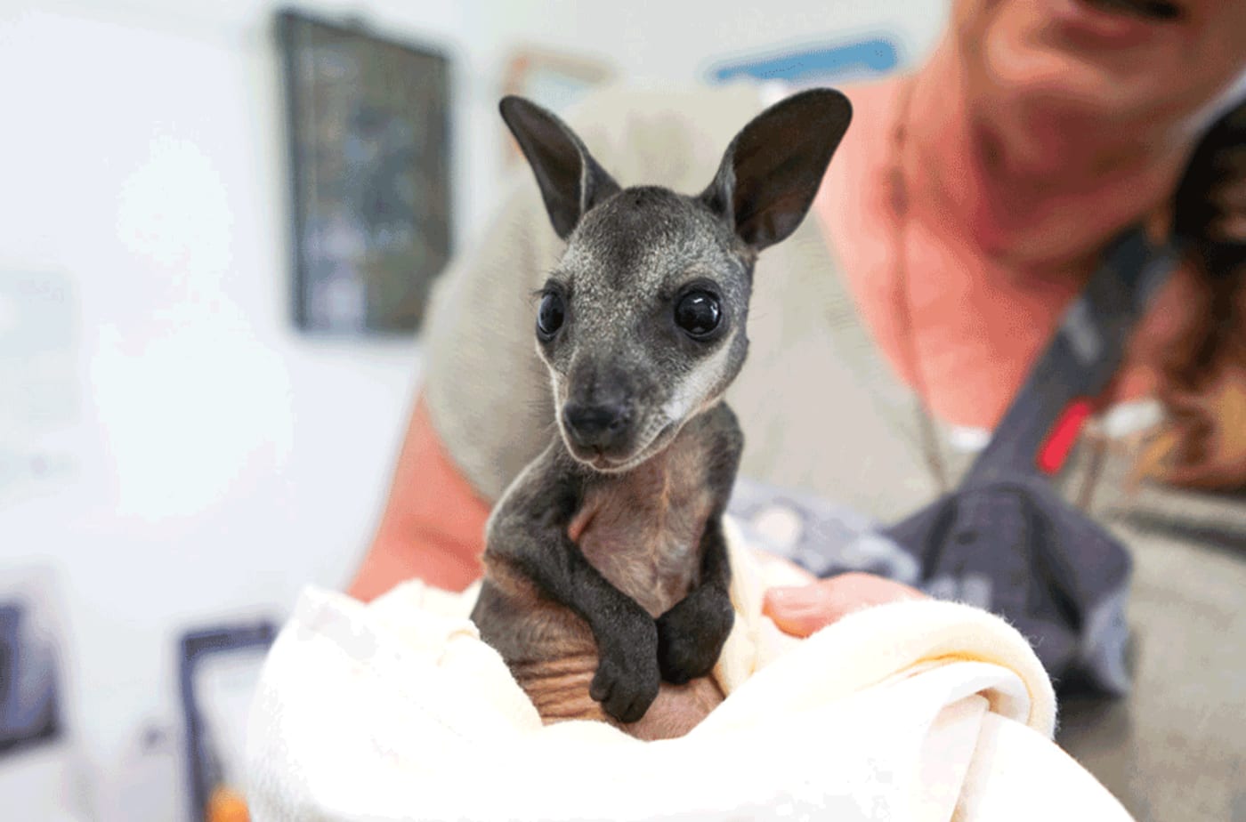 Orphaned swamp wallaby joey at Milton Village Vet