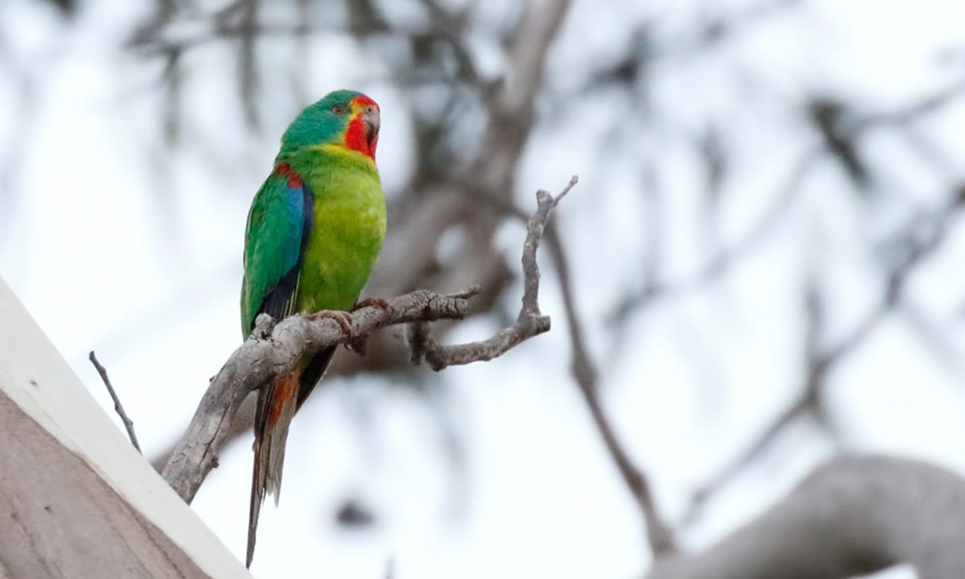 Swift parrot perched on a branch