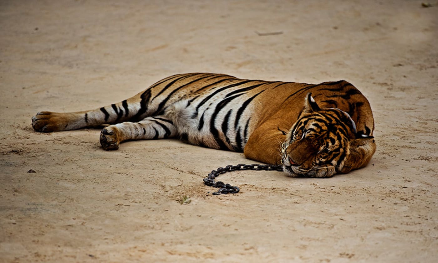 A semi-tamed tiger at Kanchanaburi tiger temple, Thailand
