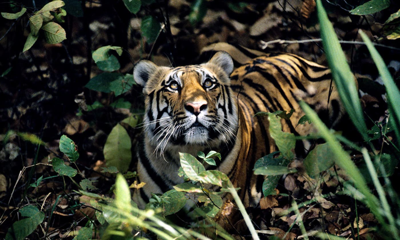 Tiger (Panthera tigris) looking upwards, India