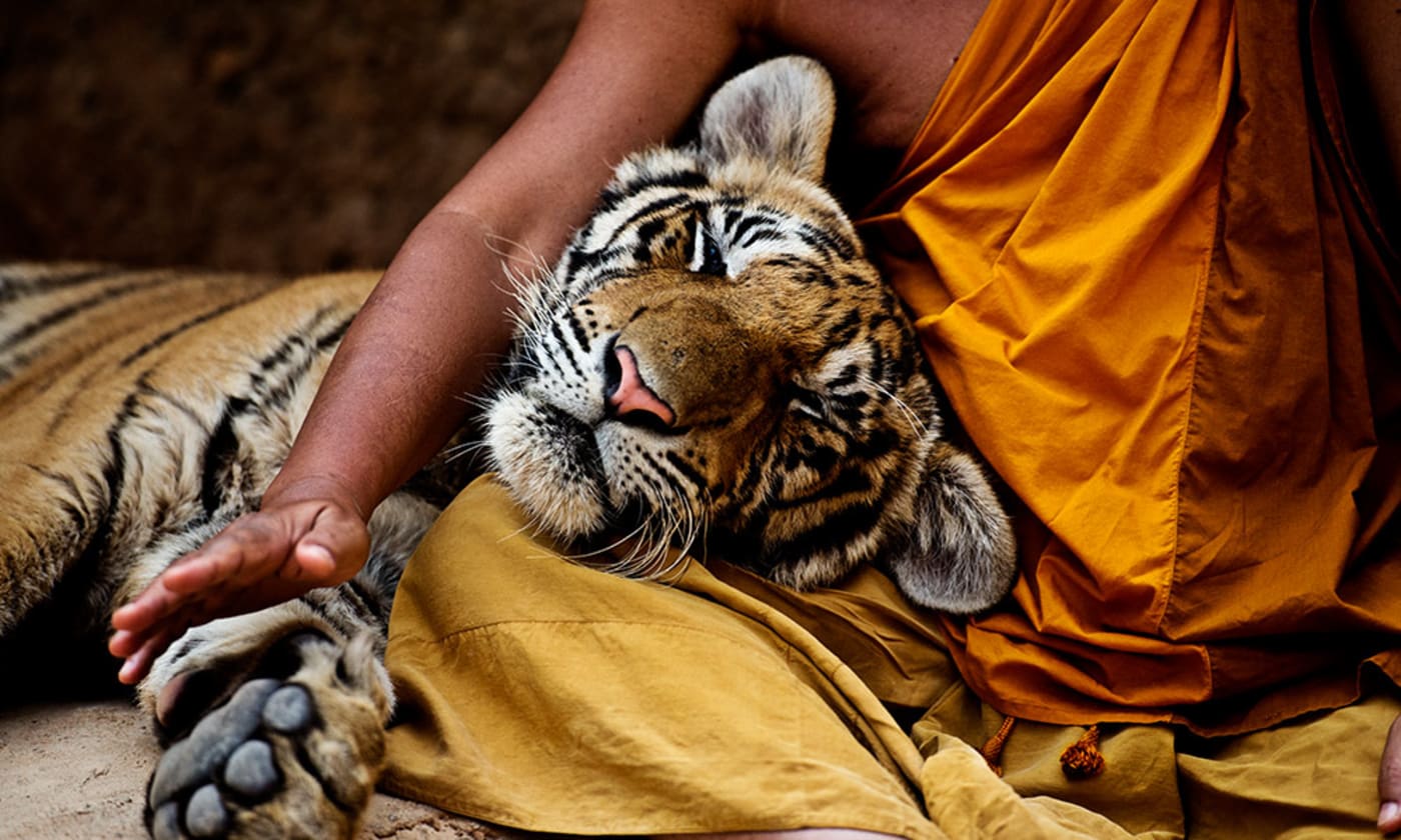 A tiger resting its head on the lap of a buddhist monk, Tiger Temple, Thailand