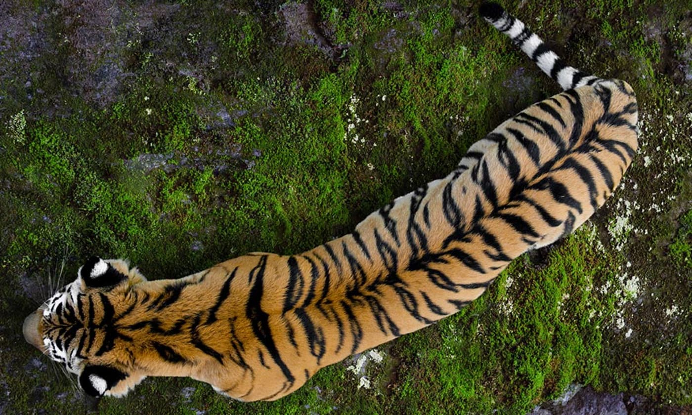 A tiger view from above on mossy rock