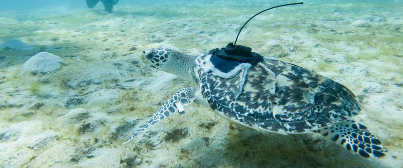 Hawksbill turtle with GPS tracker