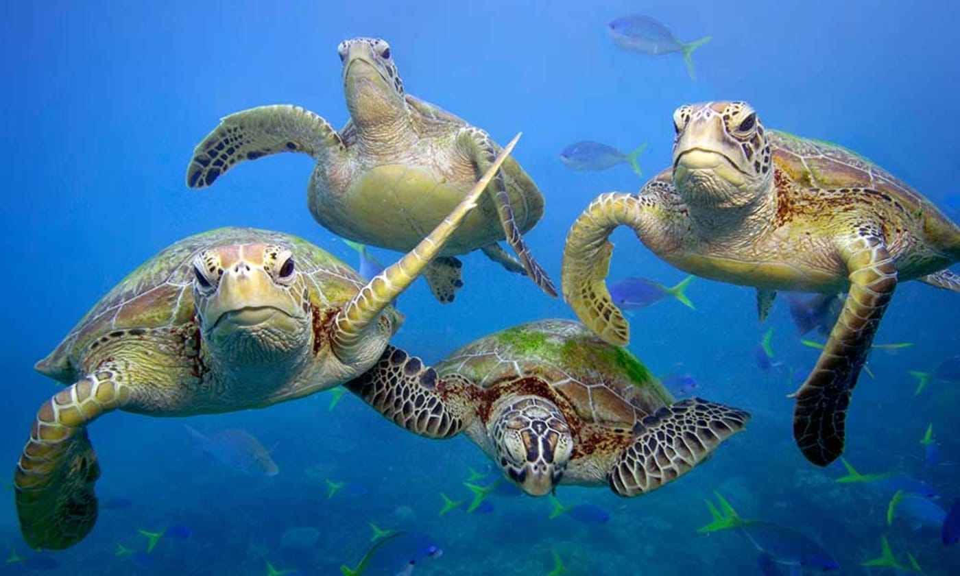 Green turtles swimming in the Great Barrier Reef, Australia