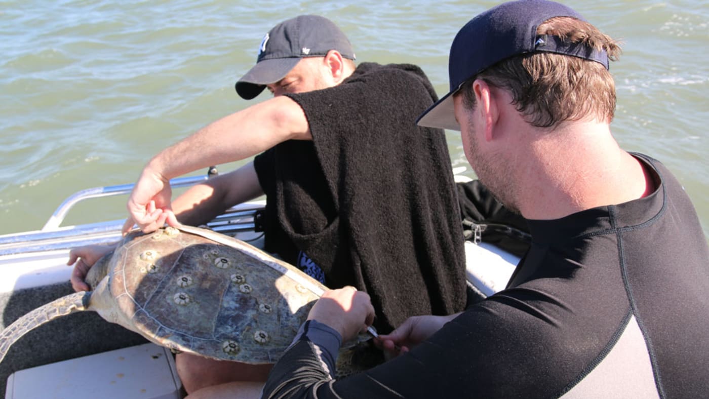 Measuring barnacles on a turtle