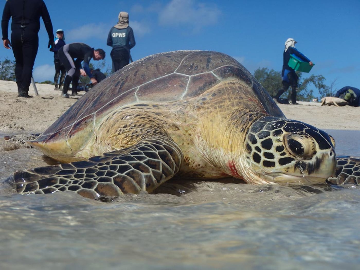 Sea Turtle Preservation Society saves stranded turtle in Melbourne Beach