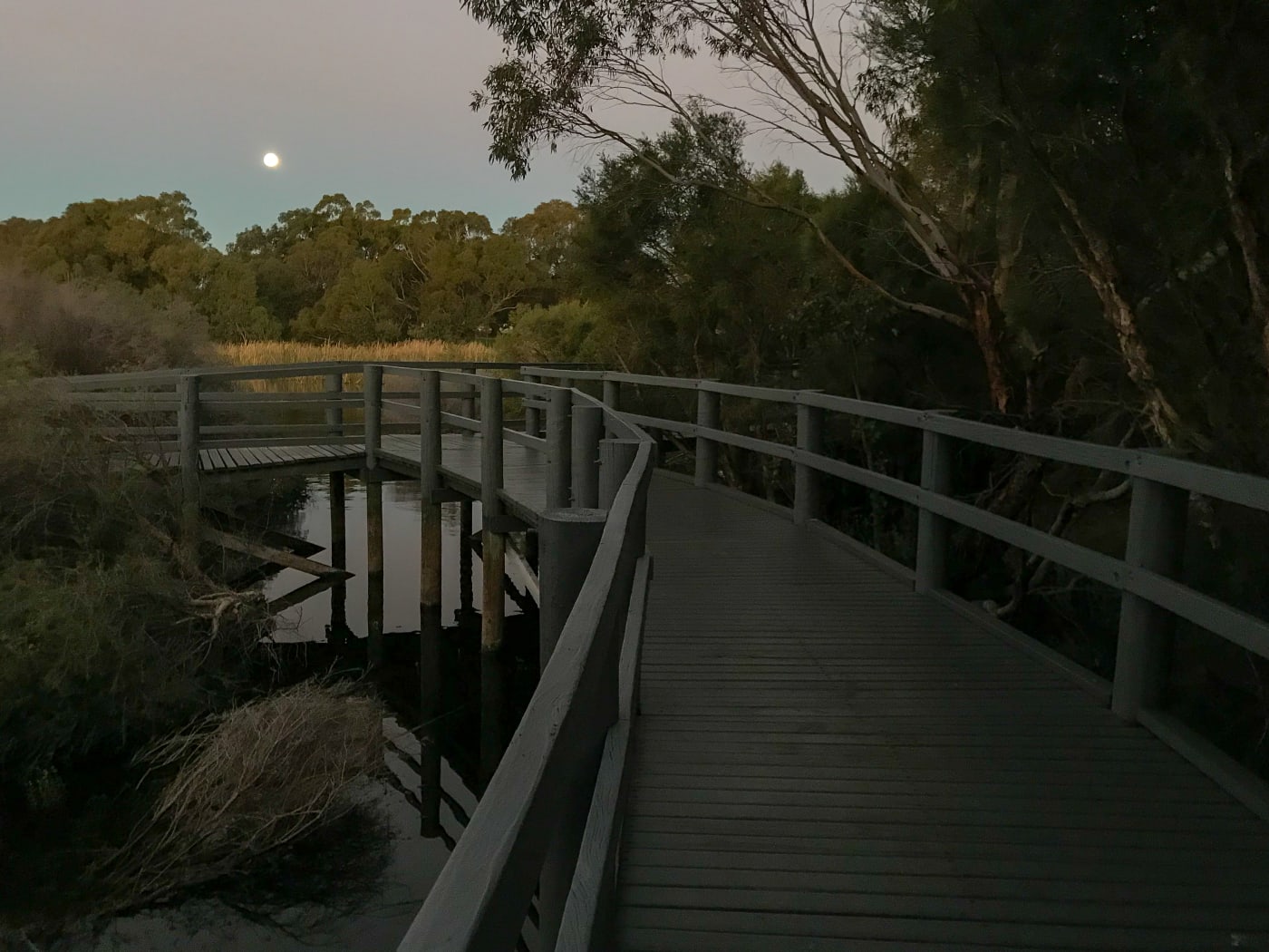 Twilight at the lakeside boardwalk at Lake Gwelup Nature Reserve