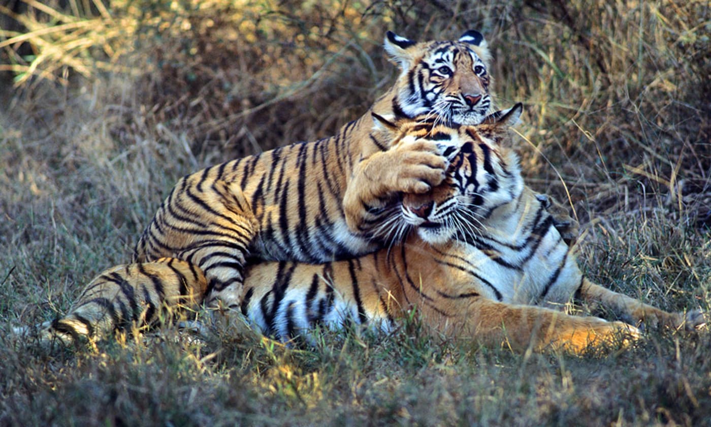 Two tigers (Panthera tigris) playing, India