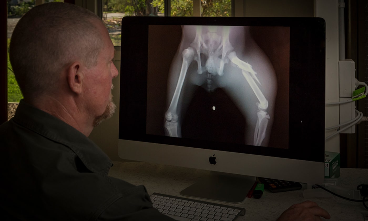 Dr Jon Hanger, Managing Director and Wildlife Veterinarian analysing injured koala  Xrays at Endevaour Vet Ecology.