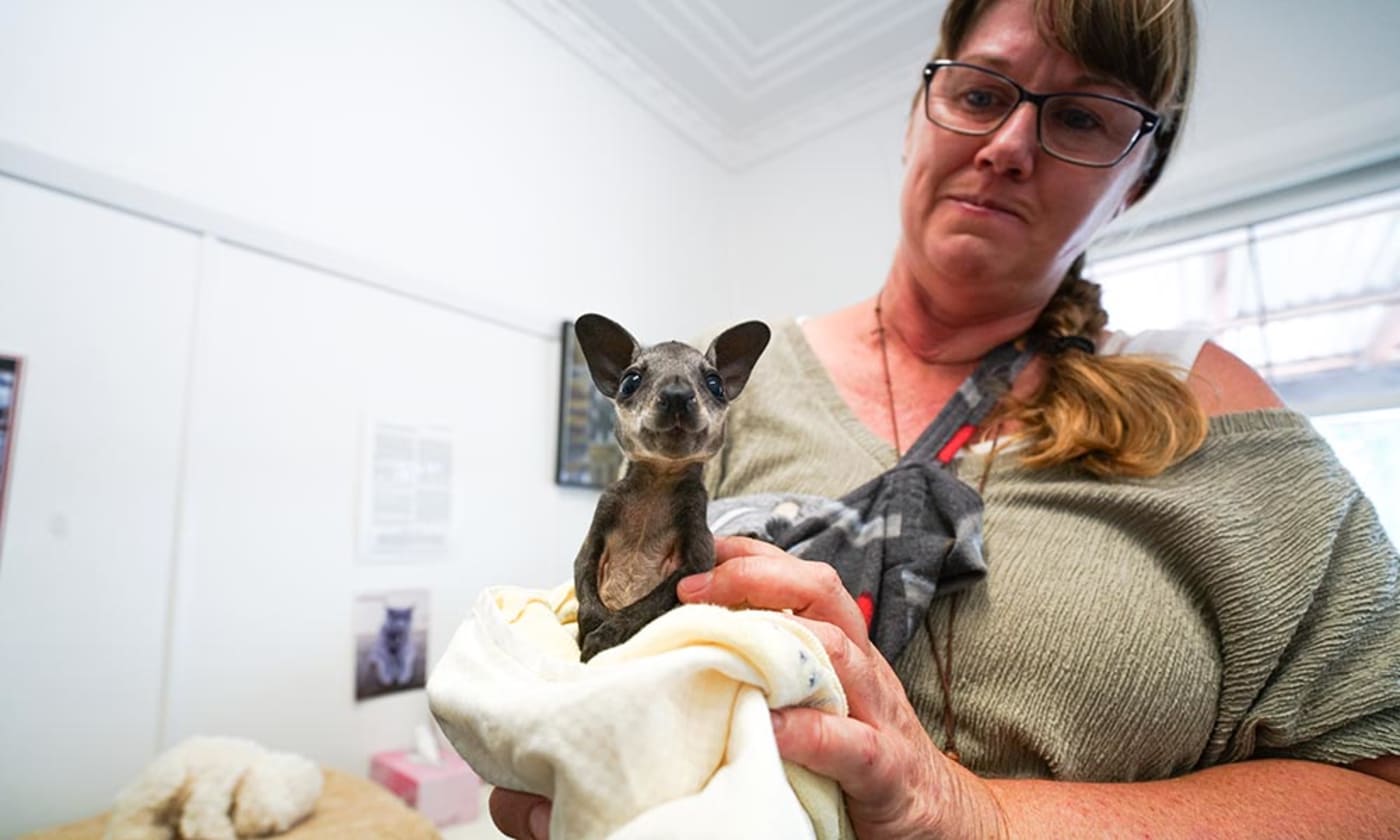 Swamp wallaby joey with carer