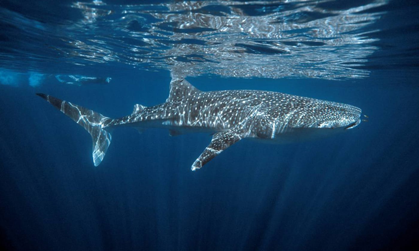 Whale shark (Rhincodon typus), Ningaloo Reef