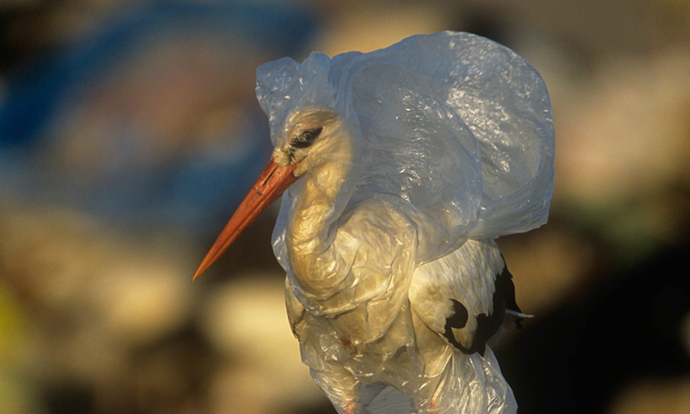 White stork (Ciconia ciconia) caught in plastic rubbish at refuse dump, Spain