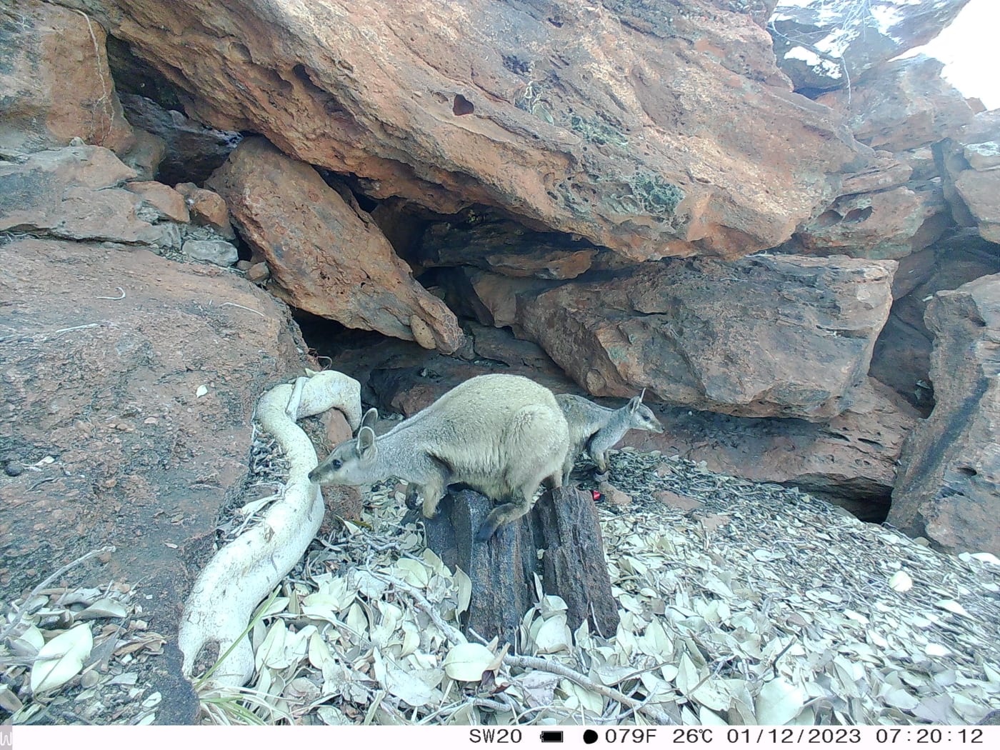 Wiliji pair photographed by a sensor camera in Erskine Range, West Kimberley, WA