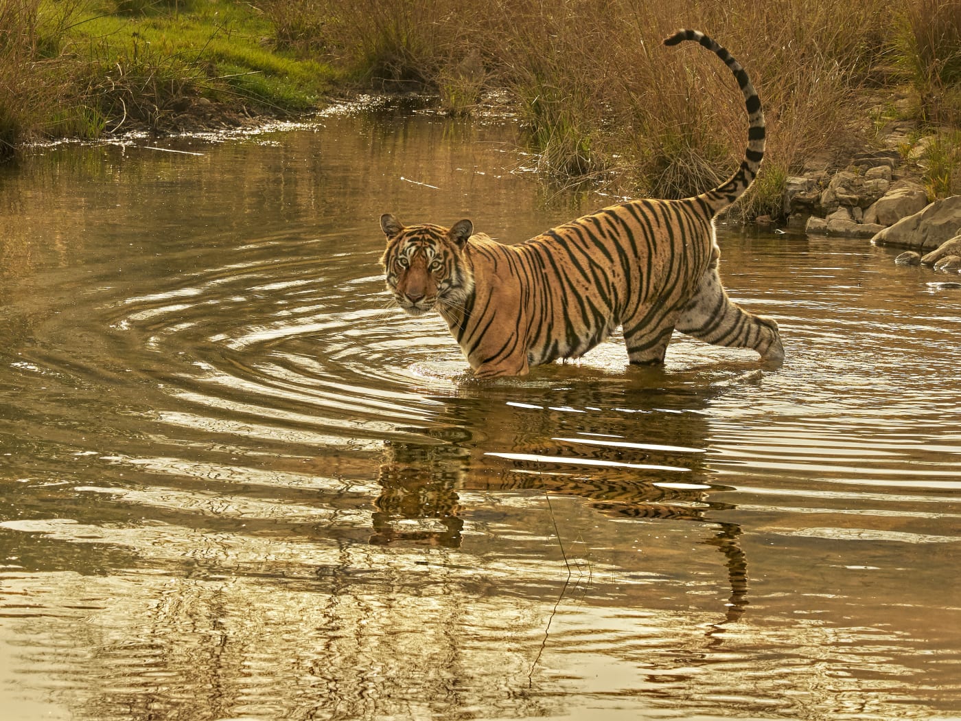 Bengal tiger (Panthera tigris) male "Jam" crossing river, Ranthambhore, India