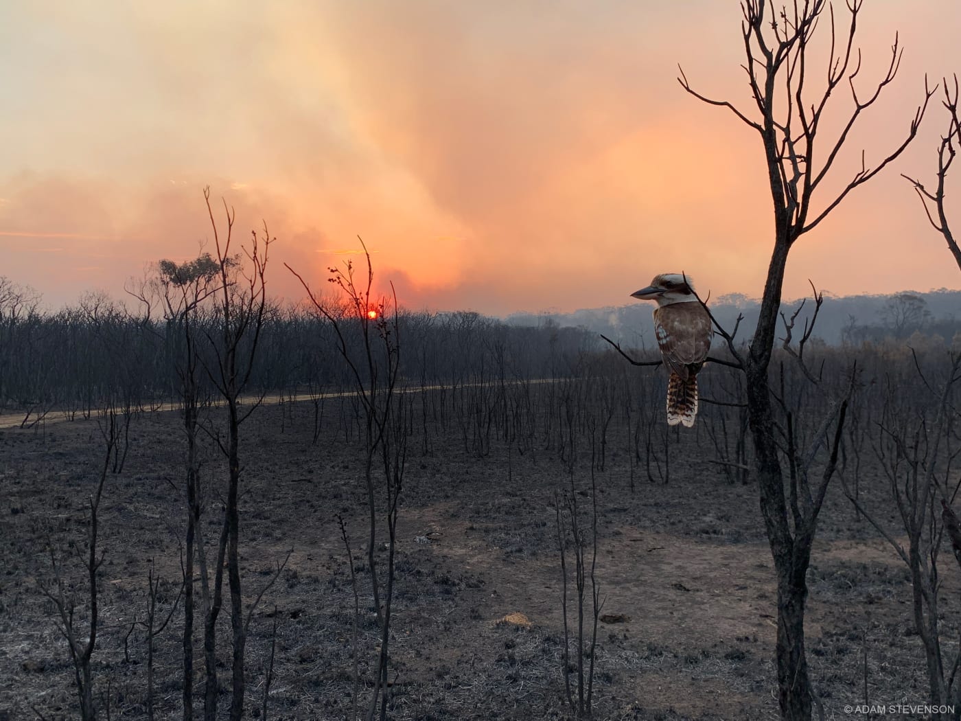 A kookaburra surveys its destroyed home after a bushfire passed through Wallabi Point, NSW.
