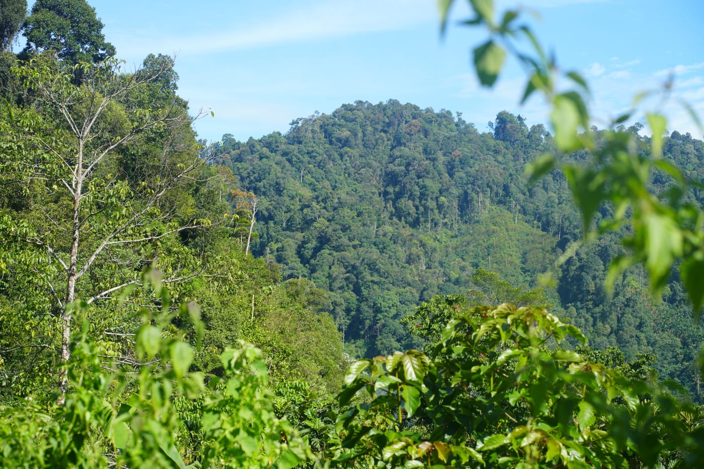 Lubuk Gadang Utara Nagari forest
