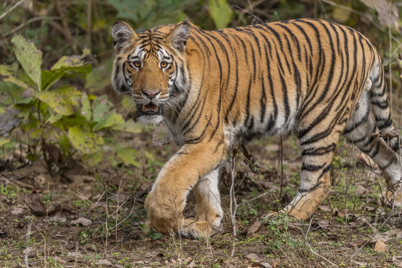 Tiger cub from Pench Tiger reserve India