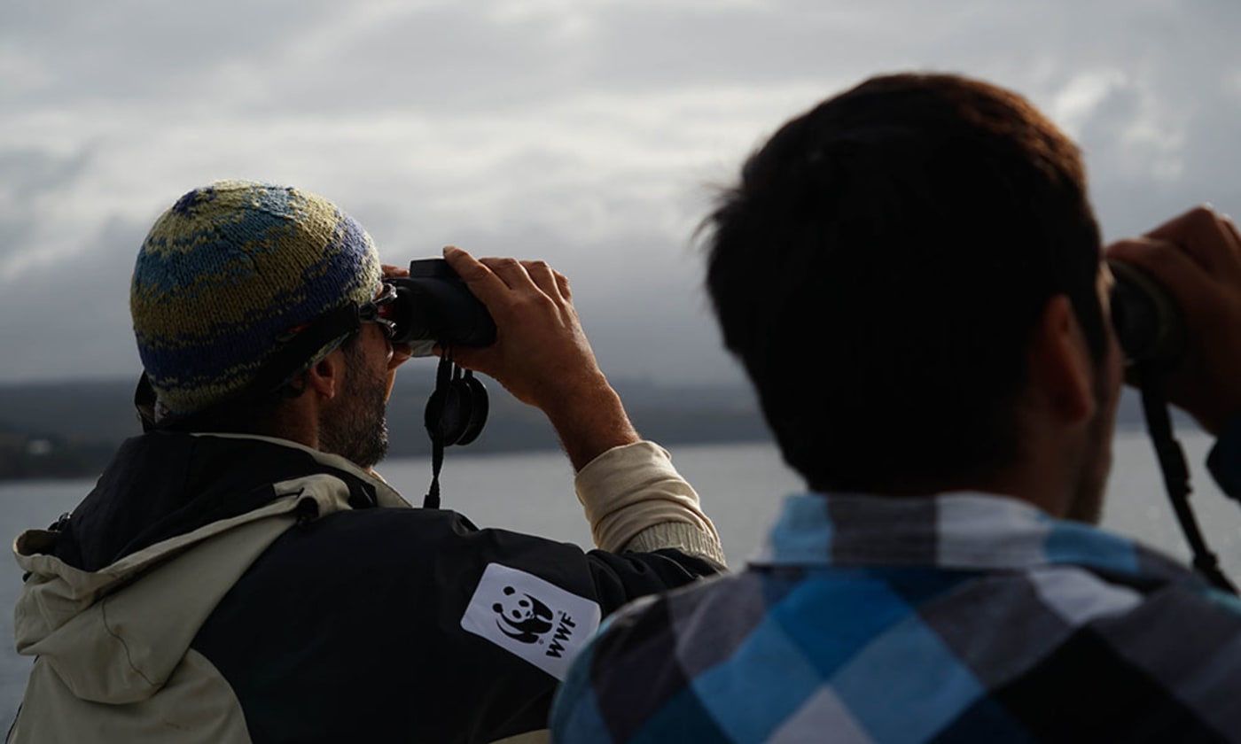 WWF research team looking for blue whales (Balaenoptera musculus) in the Gulf of Corcovado, South America