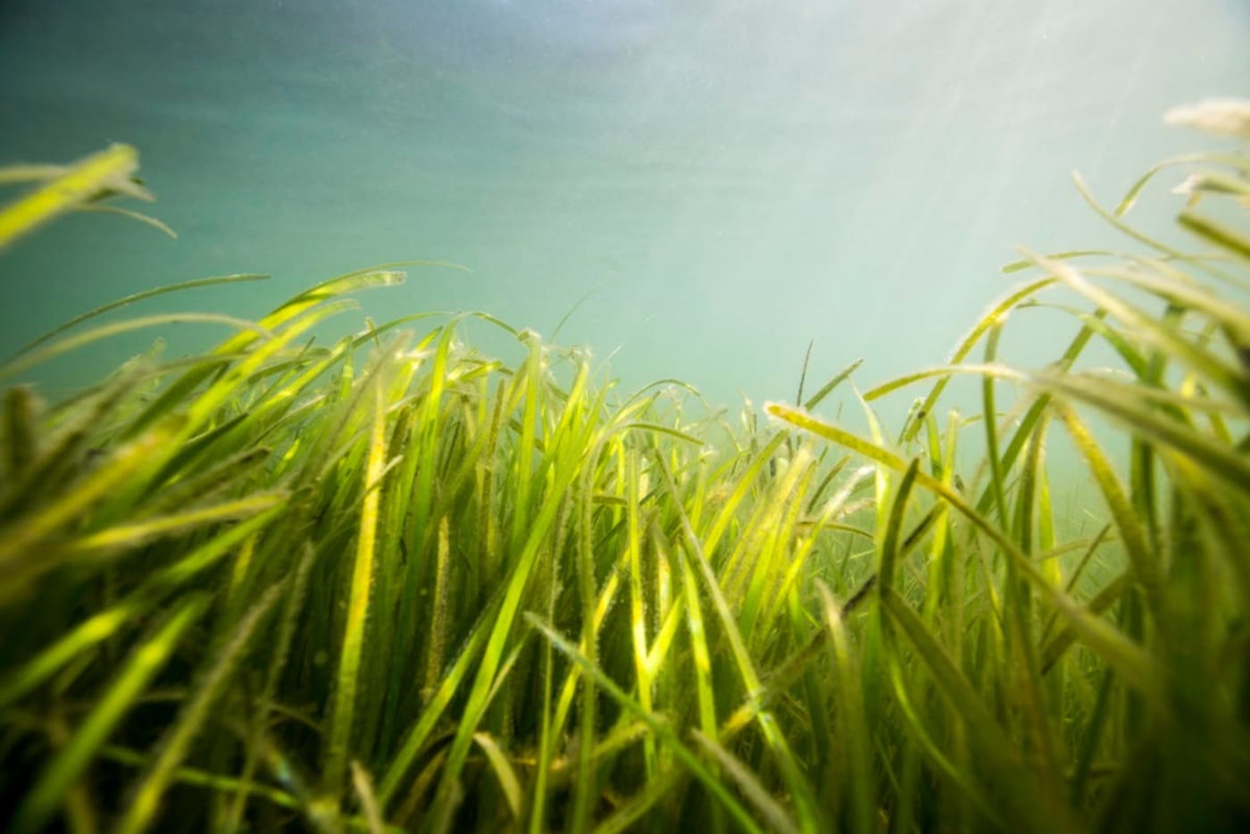 Abundant seagrass