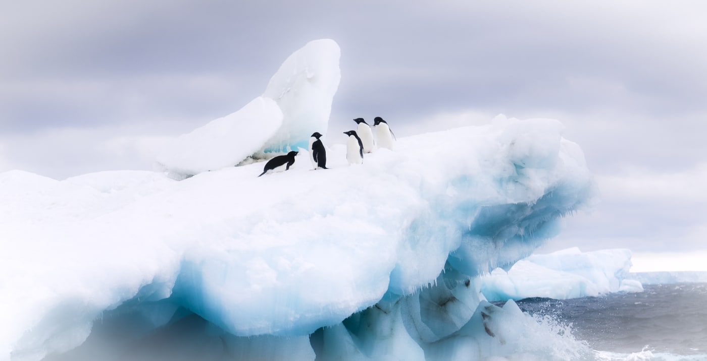 A waddle of Adélie penguins (Pygoscelis adeliae) in the snow, Antarctica