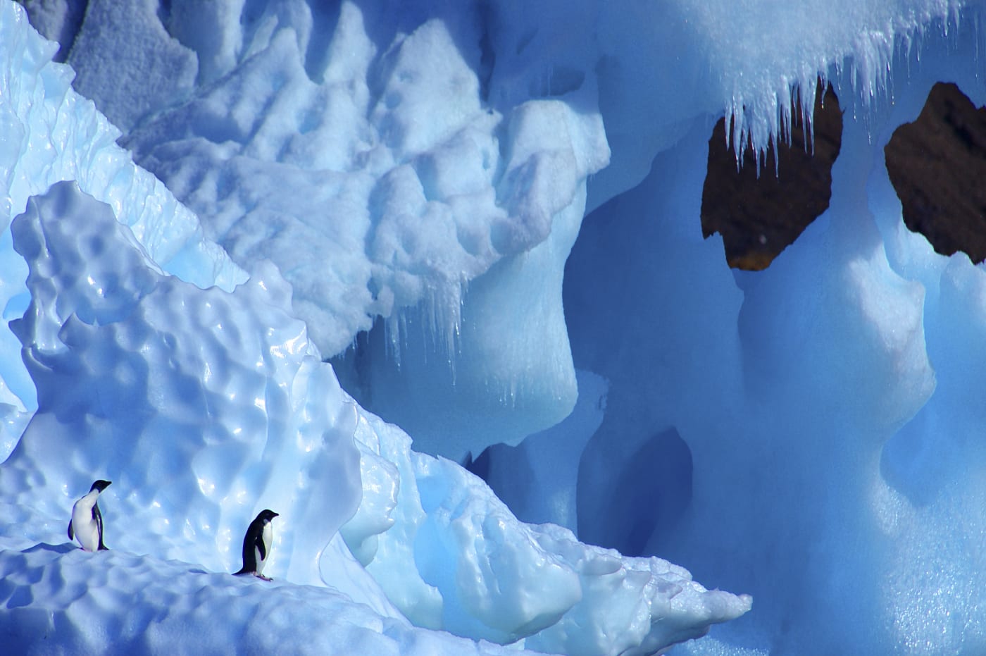Two Adelie penguins (Pygoscelis adeliae) on iceberg, Antarctica