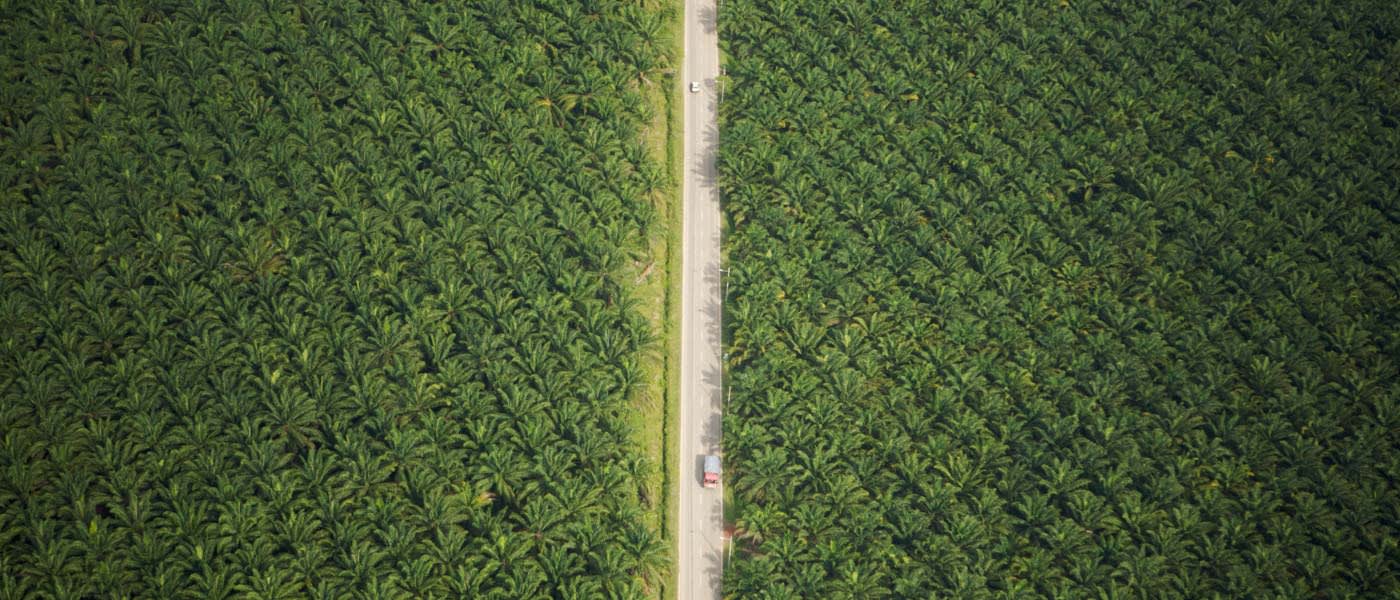 Aerial view of road running through oil palm plantation. Sungai Petani vicinity, Kedah, Malaysia. May 2006