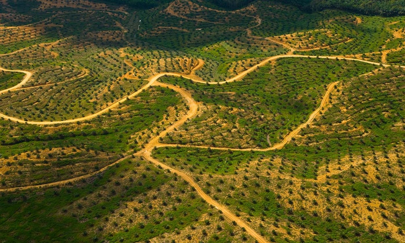 Aerial view of palm oil plantation on deforested land, Sabah, Borneo, Malaysia