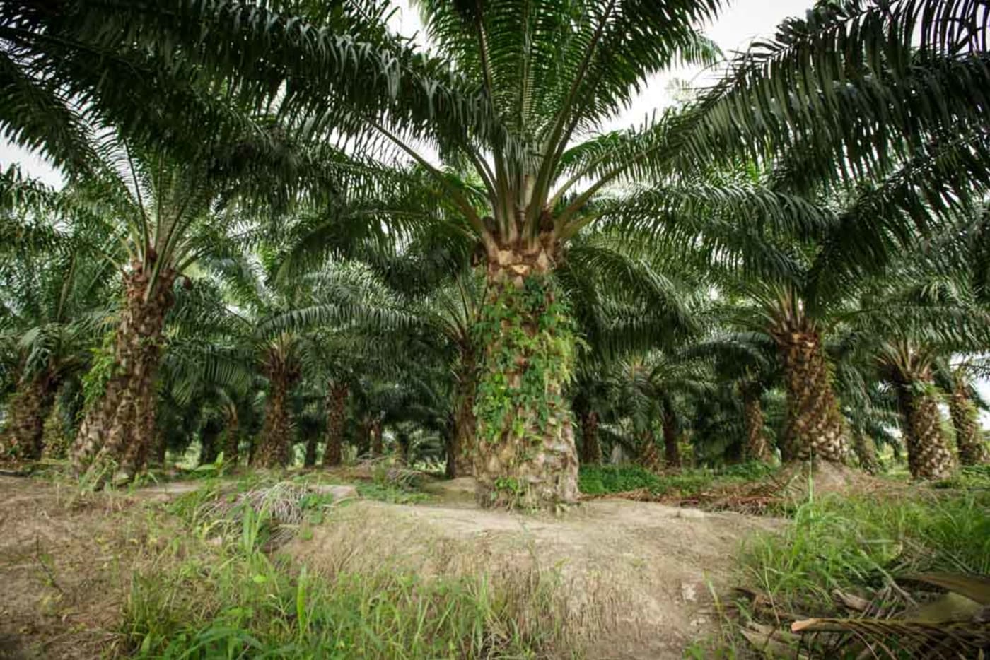 Agrocaribe plantation awarded the Roundtable on Sustainable Palm Oil (RSPO) certificat, Guatemala
