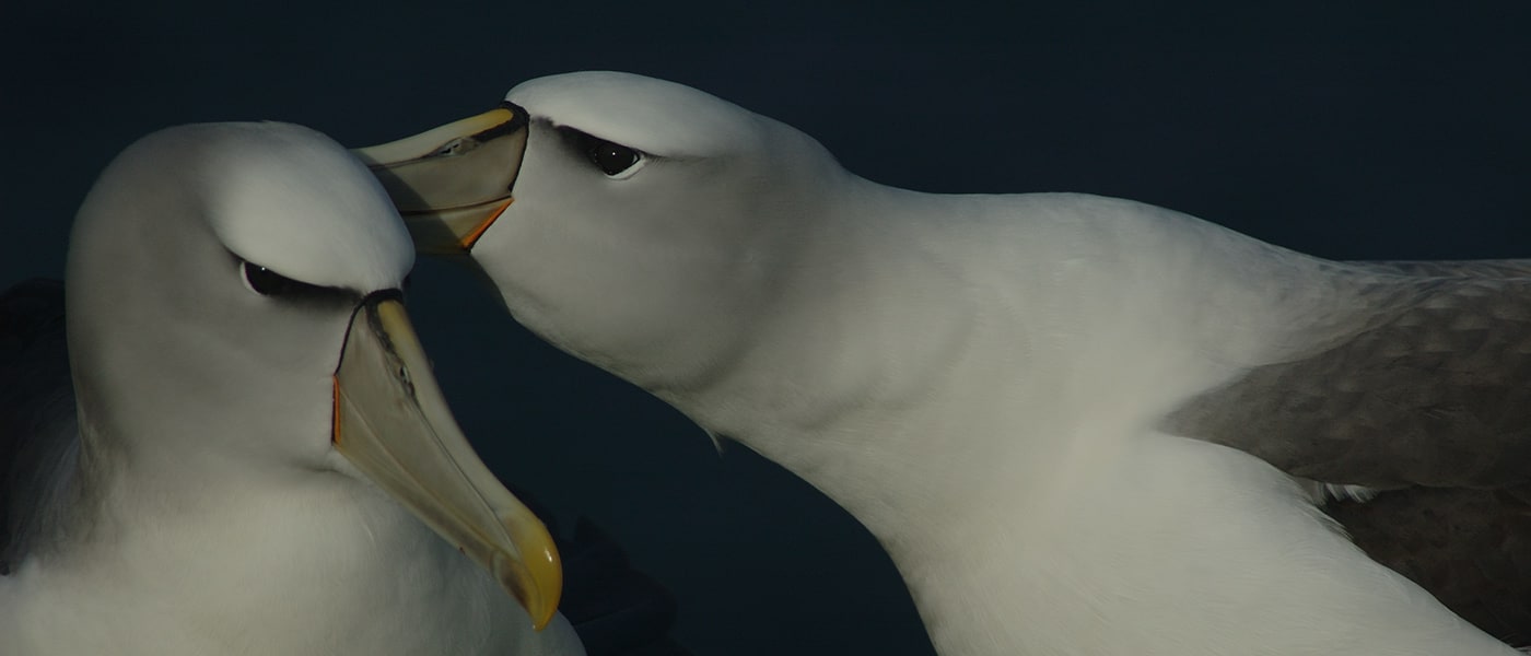 Albatross pair preening