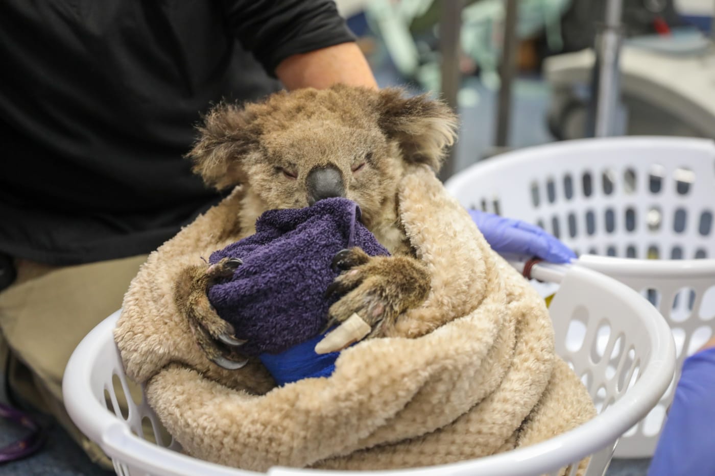 Annie the koala is wrapped in blankets after her bandage changing procedure. Annie was found near Mallacoota, suffering from burns to her paws. She was treated at the Mallacoota triage centre and flown back to Melbourne Zoo where she has been recovering and receiving treatment.