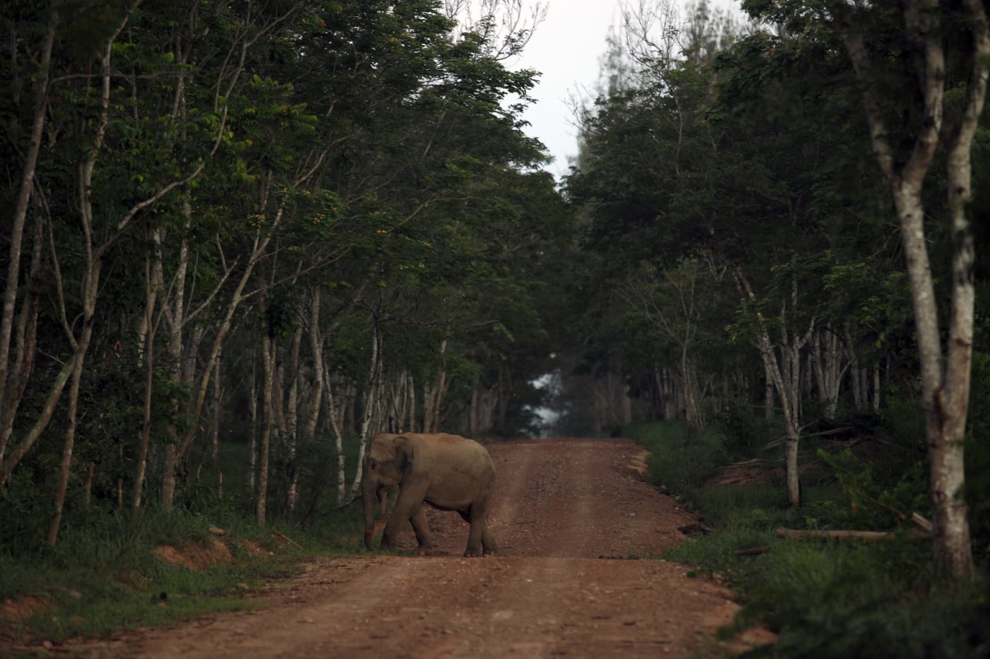 A lone Asian elephant walks along a road in the forest in Kui Buri National Park in Thailand's Prachuap Kiri Khan Province.