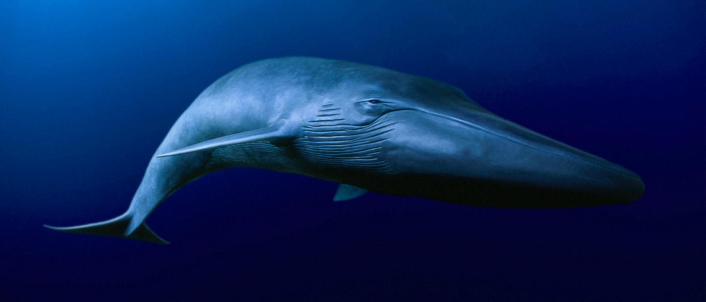 Blue whale, California